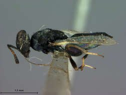 Image of Chalcedectus hyalinipennis (Ashmead 1896)