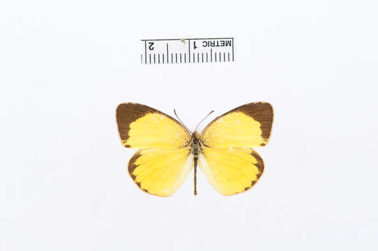 Image de Eurema smilax (Donovan 1805)