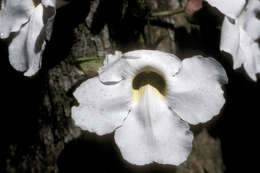 Image of Bengal clock vine