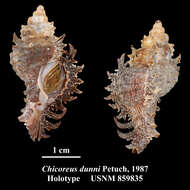 Image of Chicoreus dunni Petuch 1987