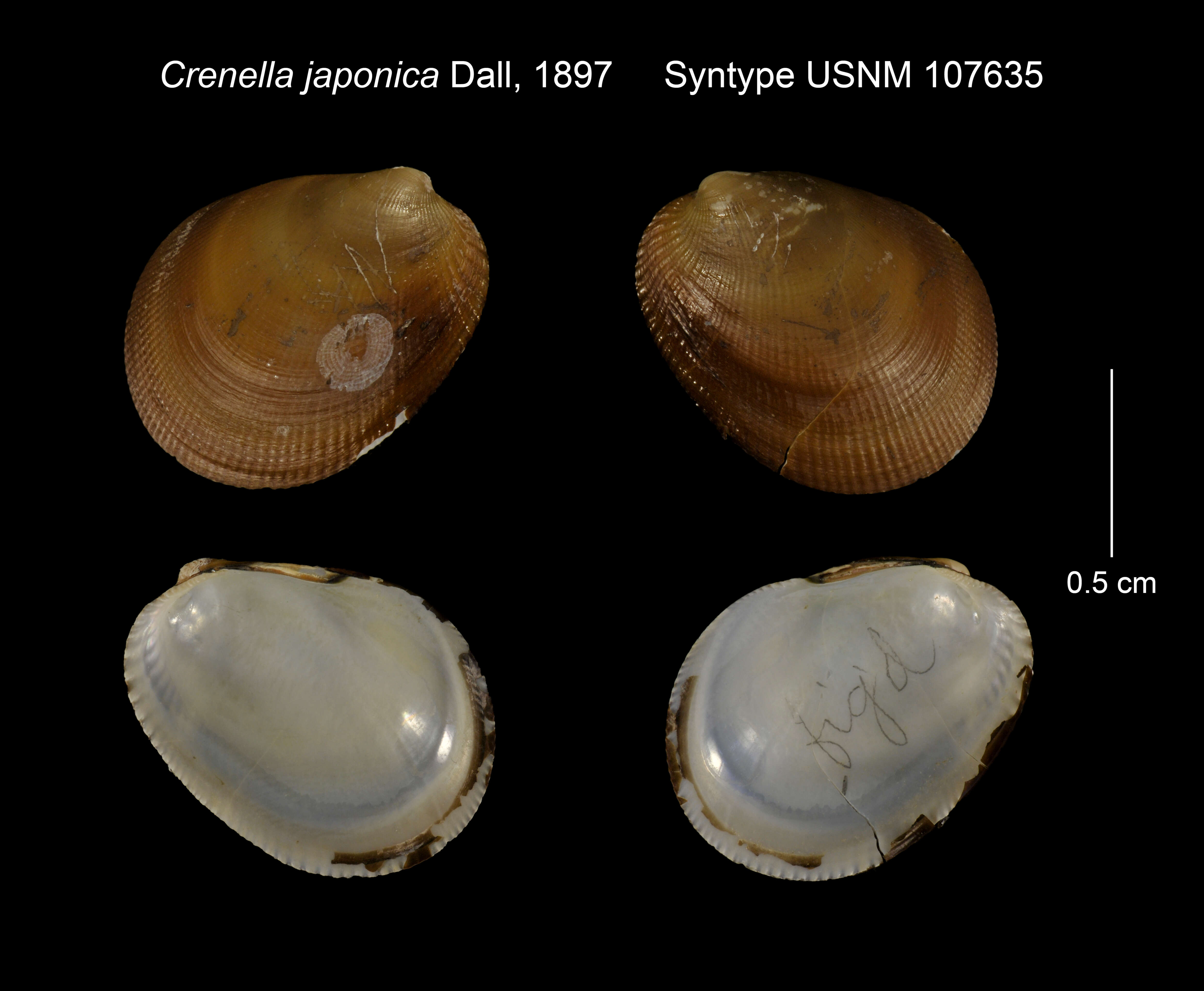 Image of Arvella japonica (Dall 1897)