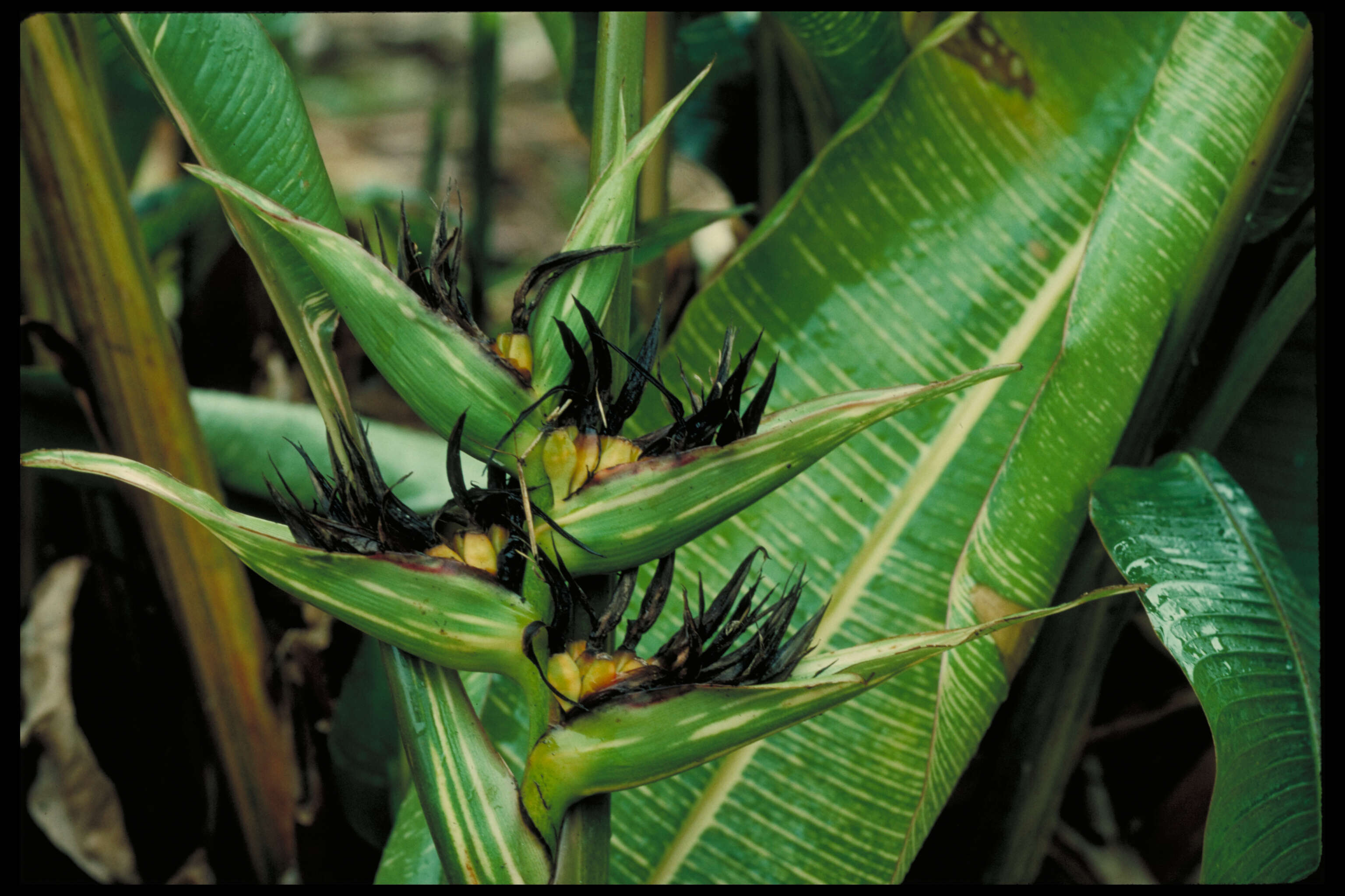 Image of Heliconia indica var. austrocaledonica (Vieill.) W. J. Kress