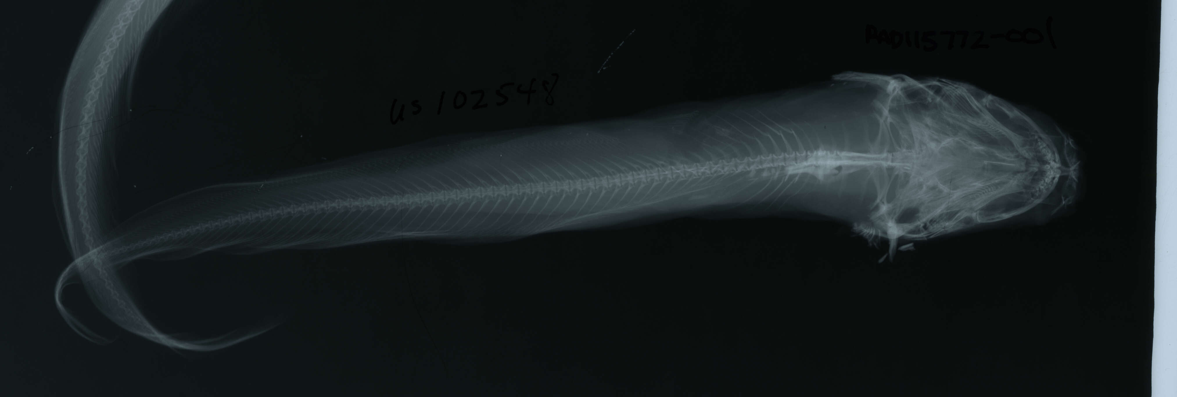 Image of Barbel-eel catfish