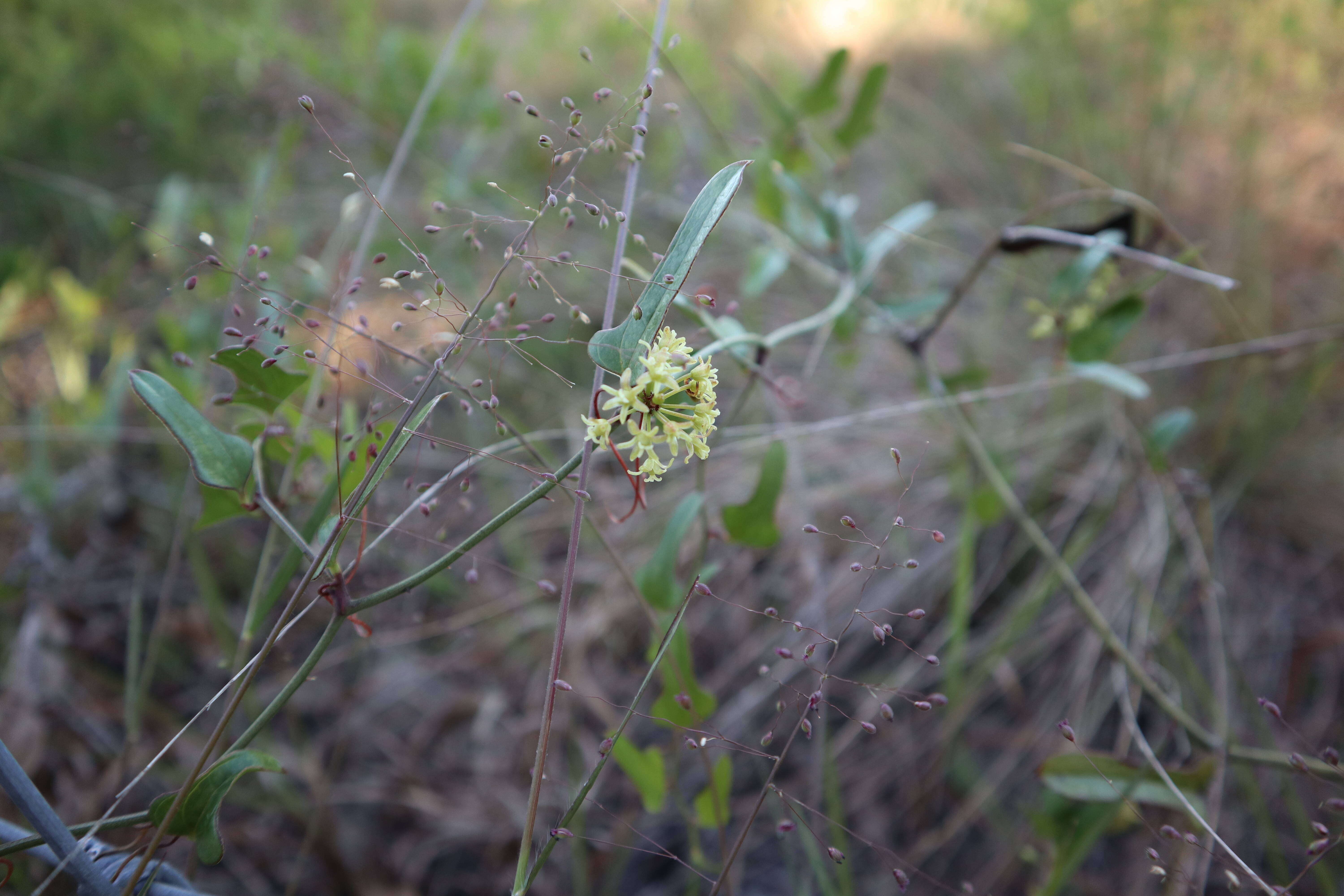 Image de Smilax auriculata Walter