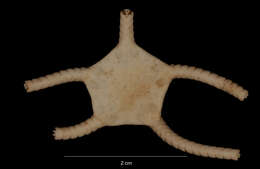 Image of Ophiogona doederleini (Koehler 1901)