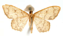 Image of Haemalea macoaria Schaus 1913