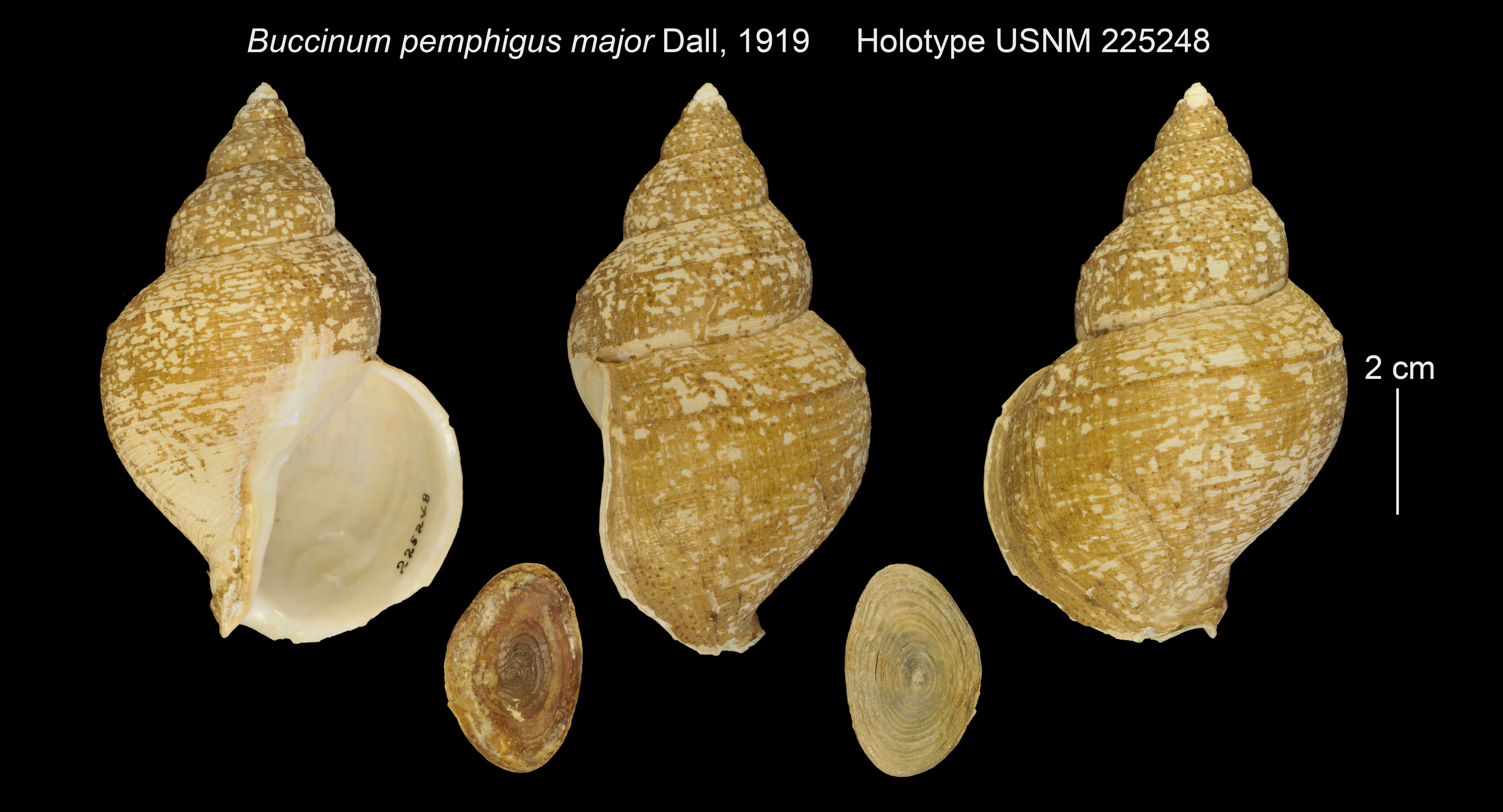 Image of Buccinum pemphigus major Dall 1919