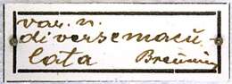 Image of Batocera nebulosa Bates 1877