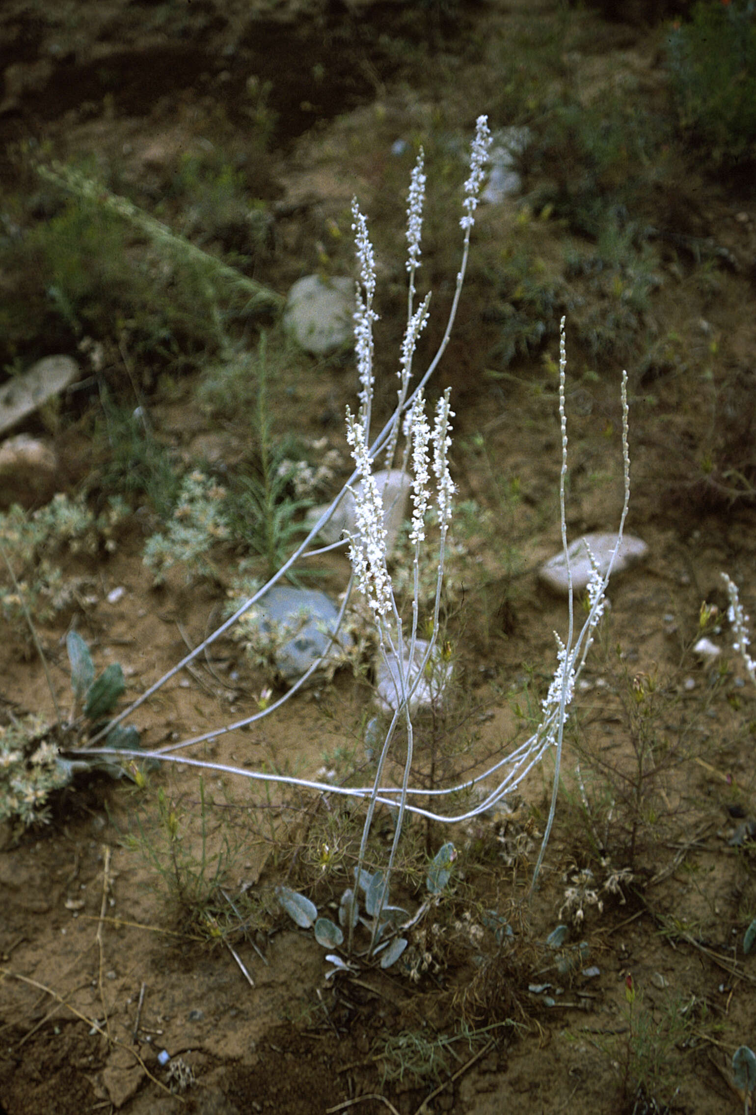 Imagem de Eriogonum racemosum Nutt.