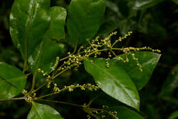 Image of Amaranthaceae