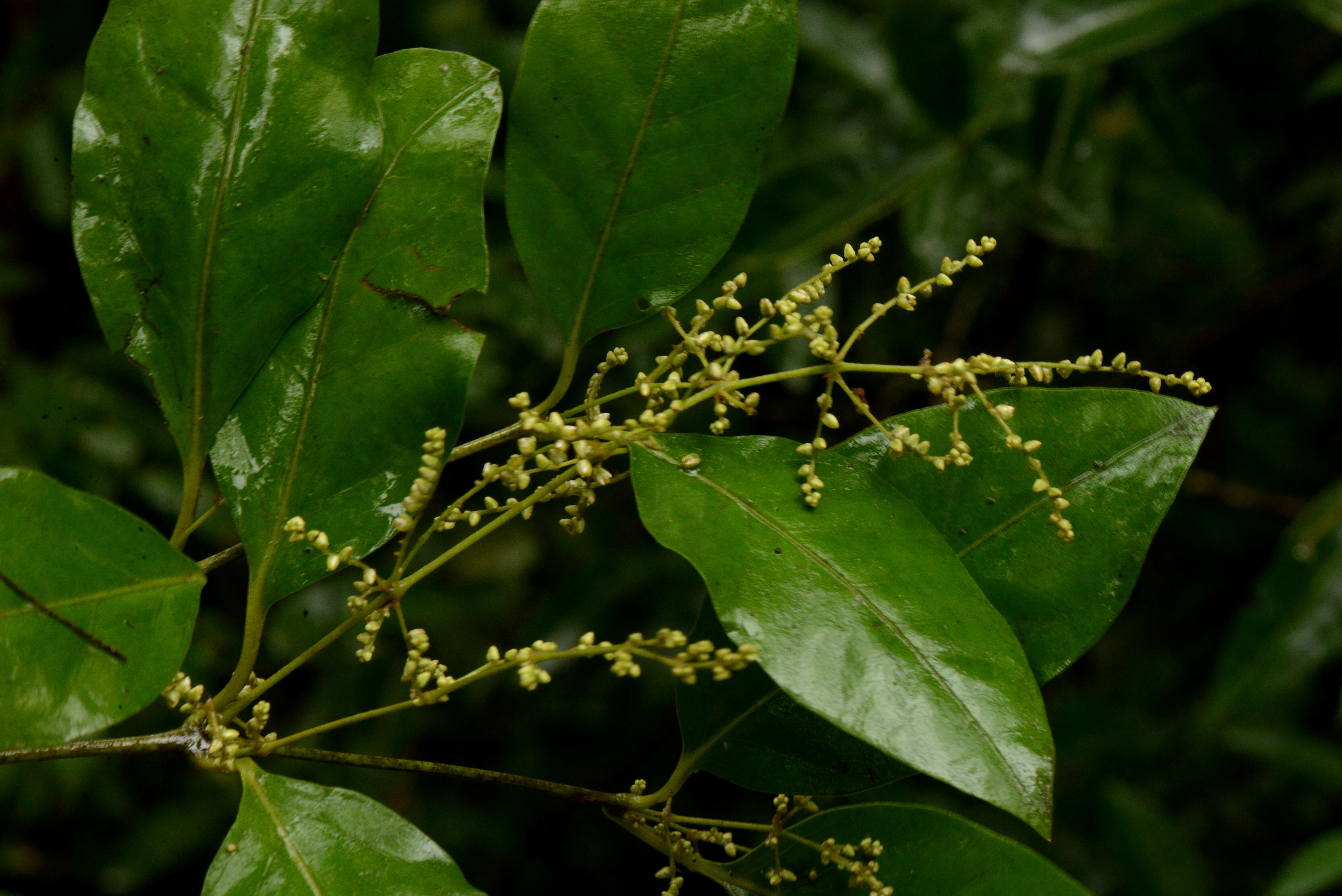 Image of Amaranthaceae