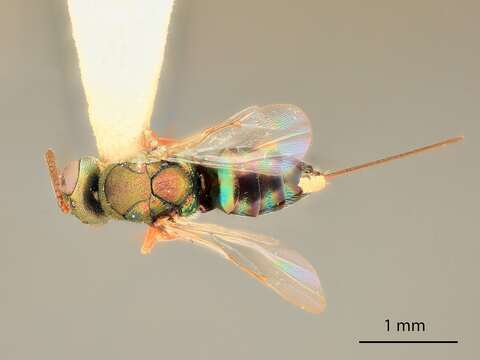 Image of Microdontomerus parkeri Grissell 2005