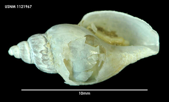 Lorabela plicatula (Thiele 1912)的圖片