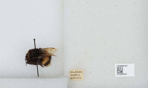 Imagem de Bombus terrestris (Linnaeus 1758)