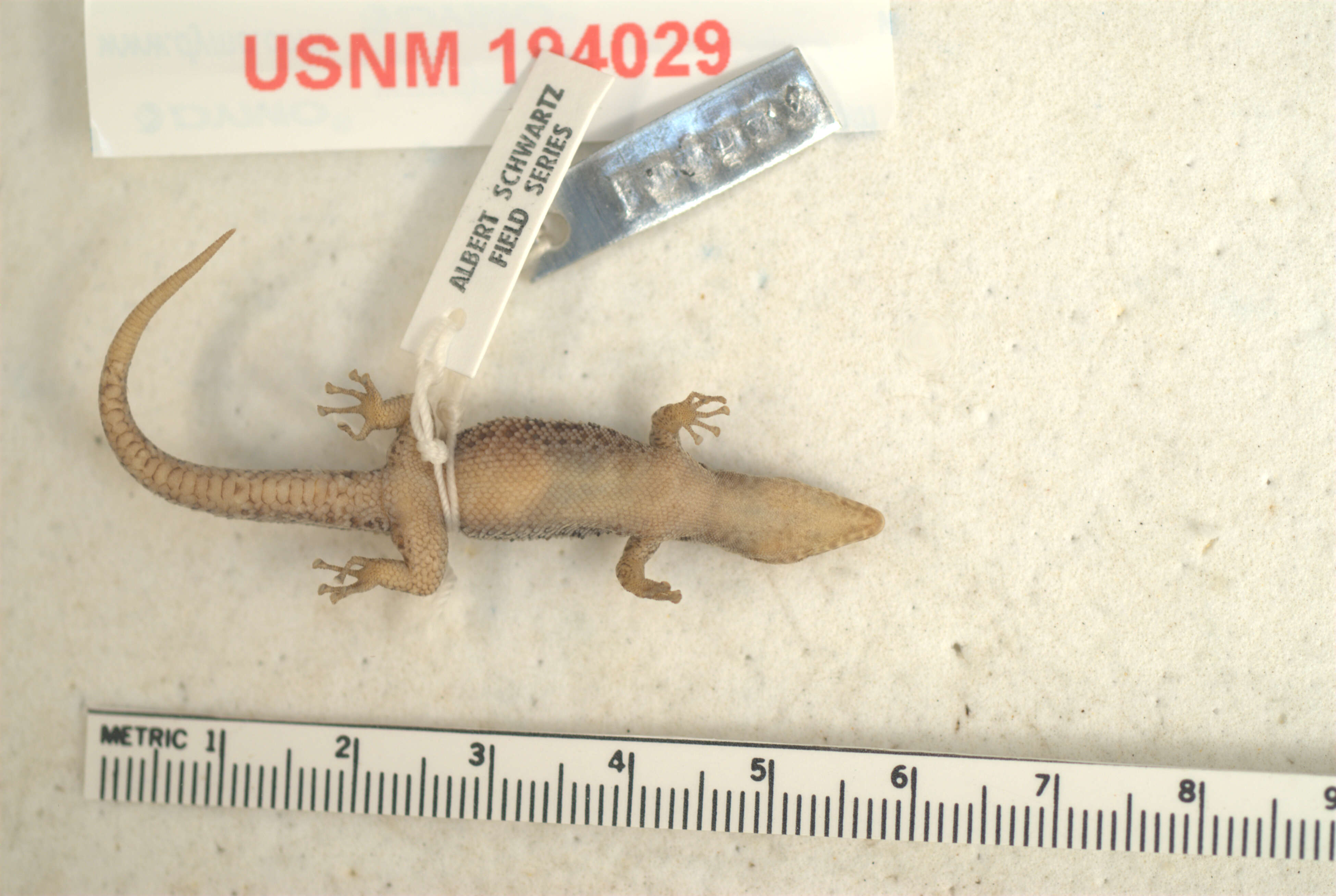 Image of Sphaerodactylus copei astreptus Schwartz 1975