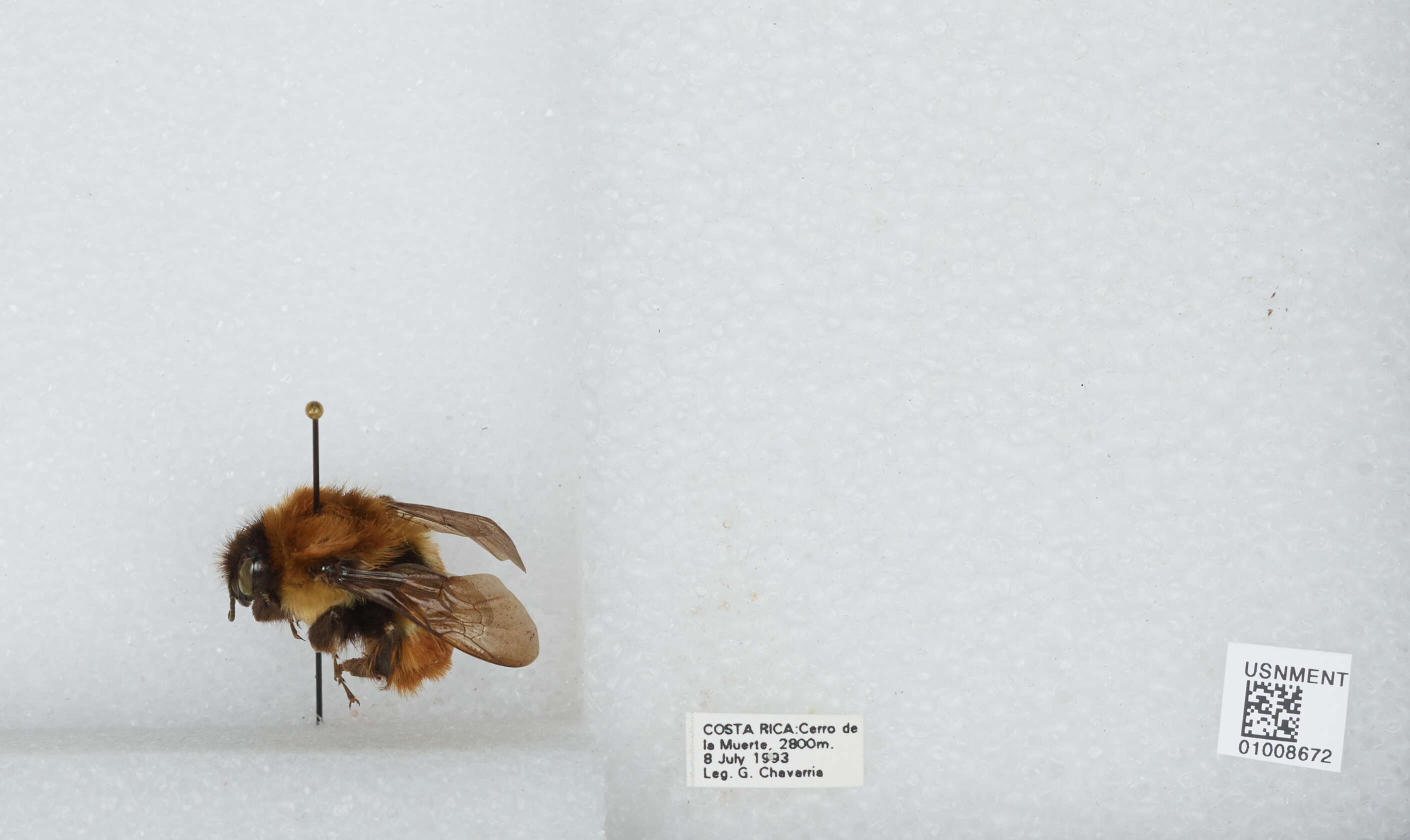 Bombus ephippiatus Say 1837 resmi