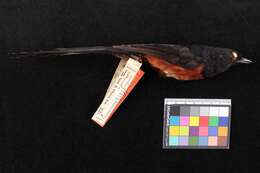 Image of White-rumped Shama