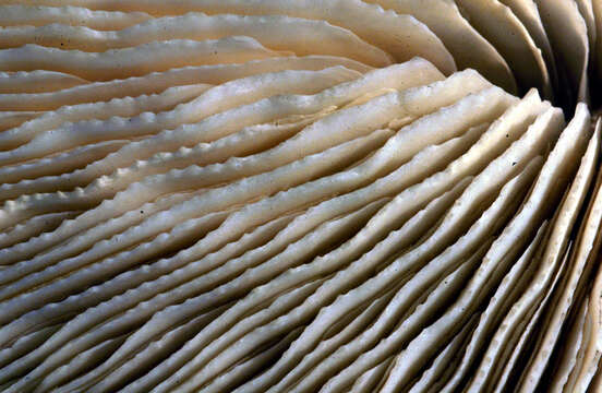 Image of Common Mushroom Coral