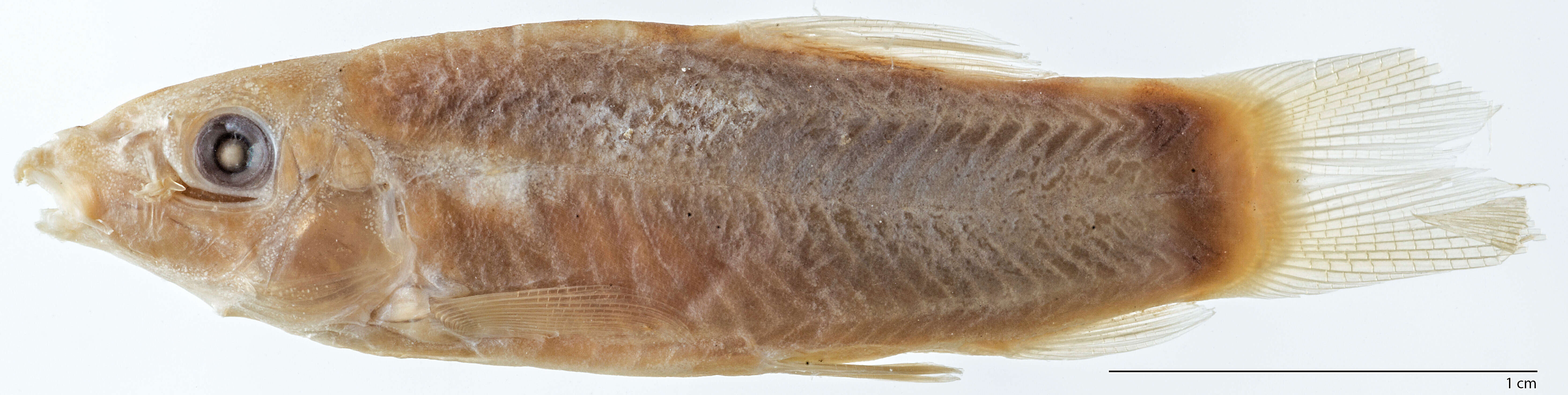 Image of Hora's Loach