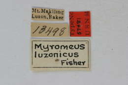 Myromeus luzonicus Fisher 1925 resmi
