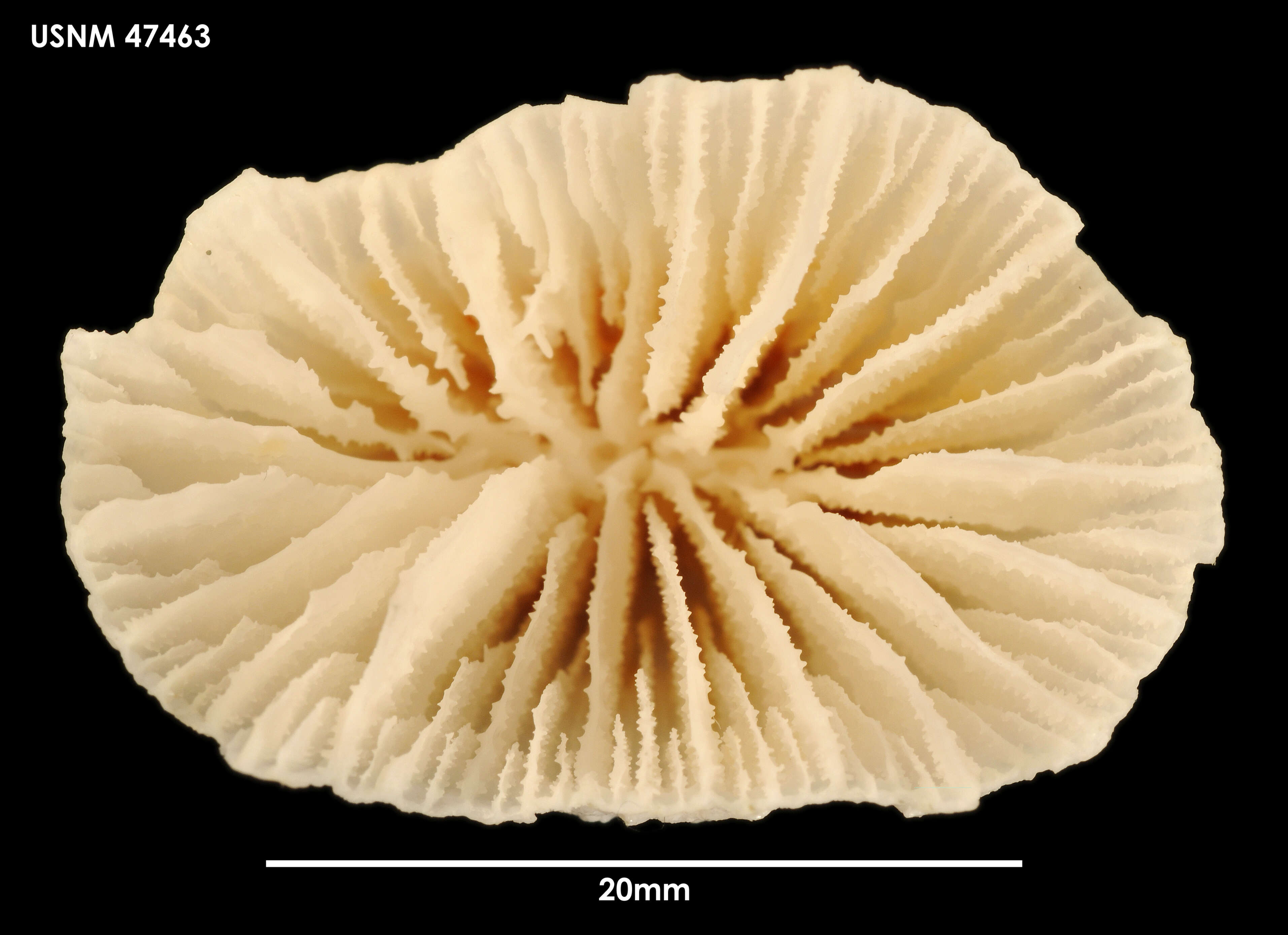 Image of Javania antarctica (Gravier 1914)