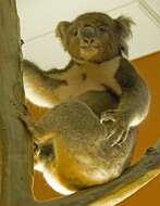 Image of koalas