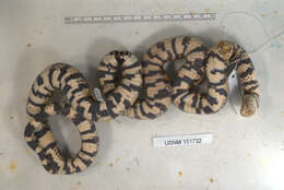 Image of Lampropeltis micropholis Cope 1860