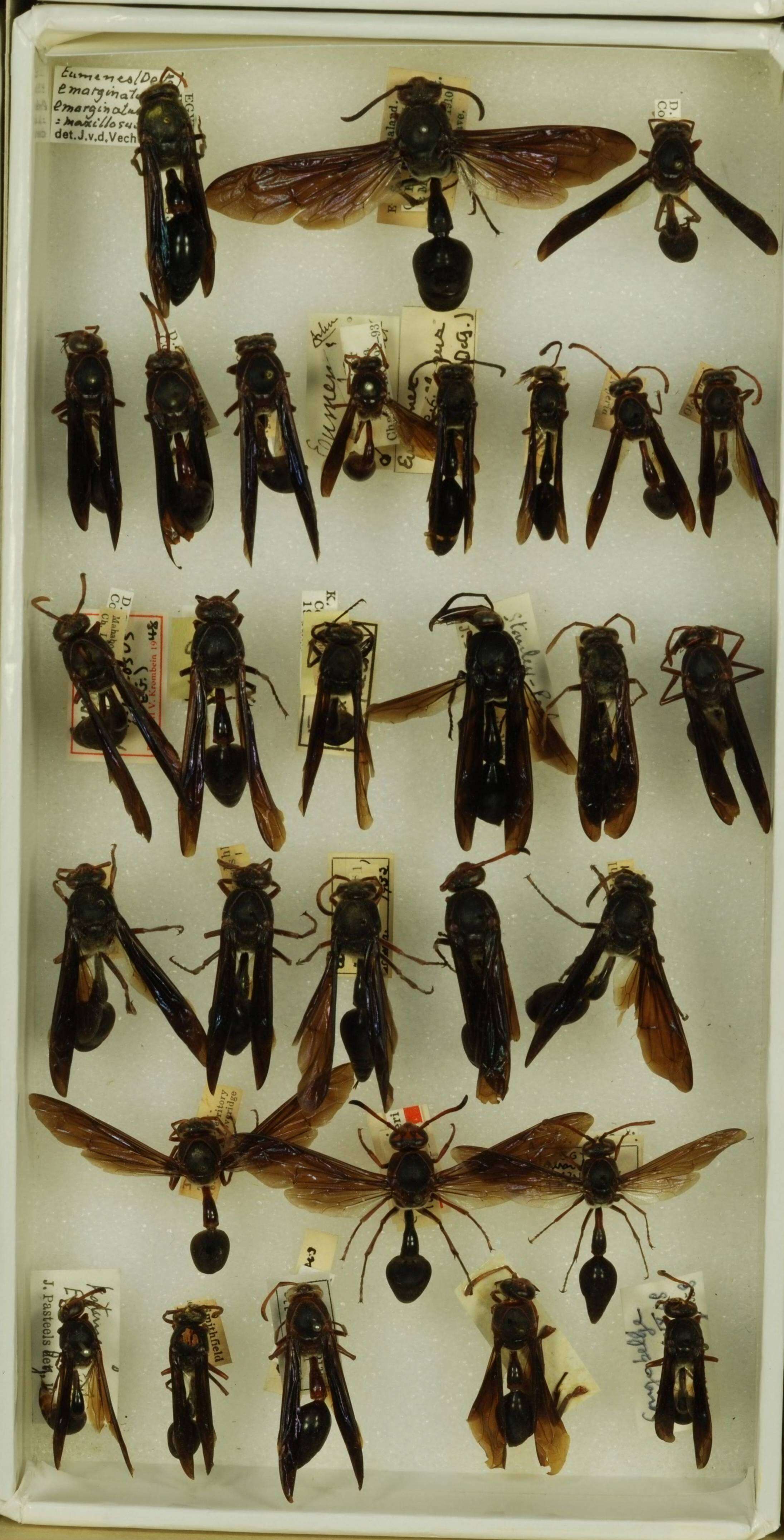 Image of Eumenidae