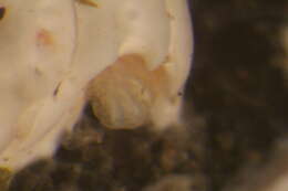 Image of Serpulidae