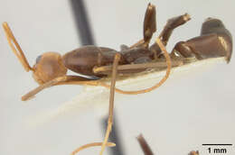 Image of Leptomyrmex wiburdi Wheeler 1915