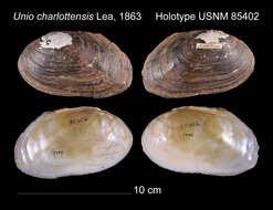 Image of Unio charlottensis I. Lea 1863