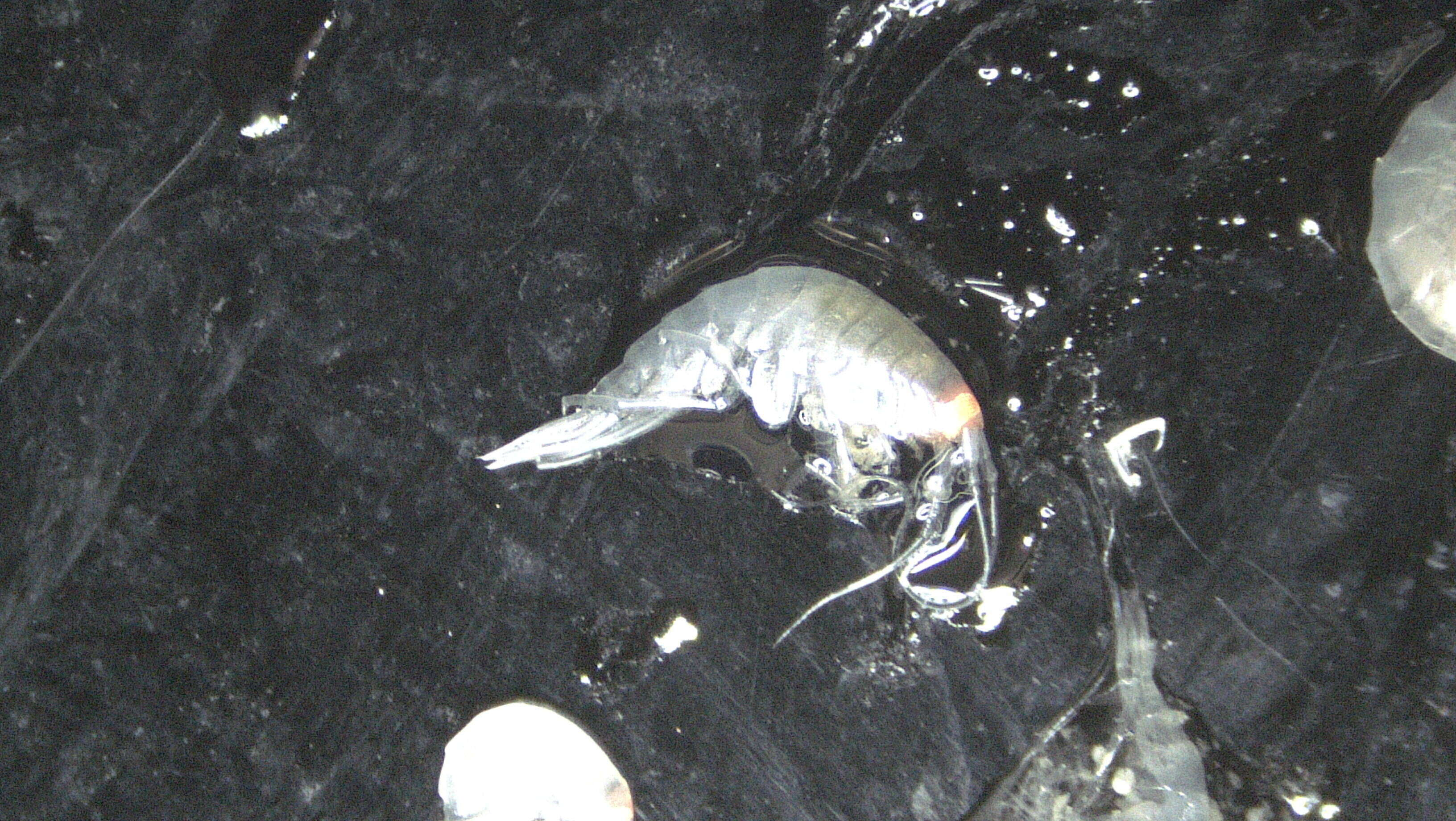 Image of Amphipoda