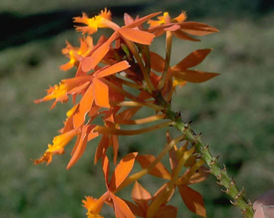 Plancia ëd Epidendrum obrienianum Rolfe