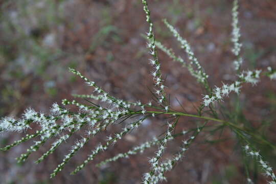 Eupatorium leptophyllum DC. resmi