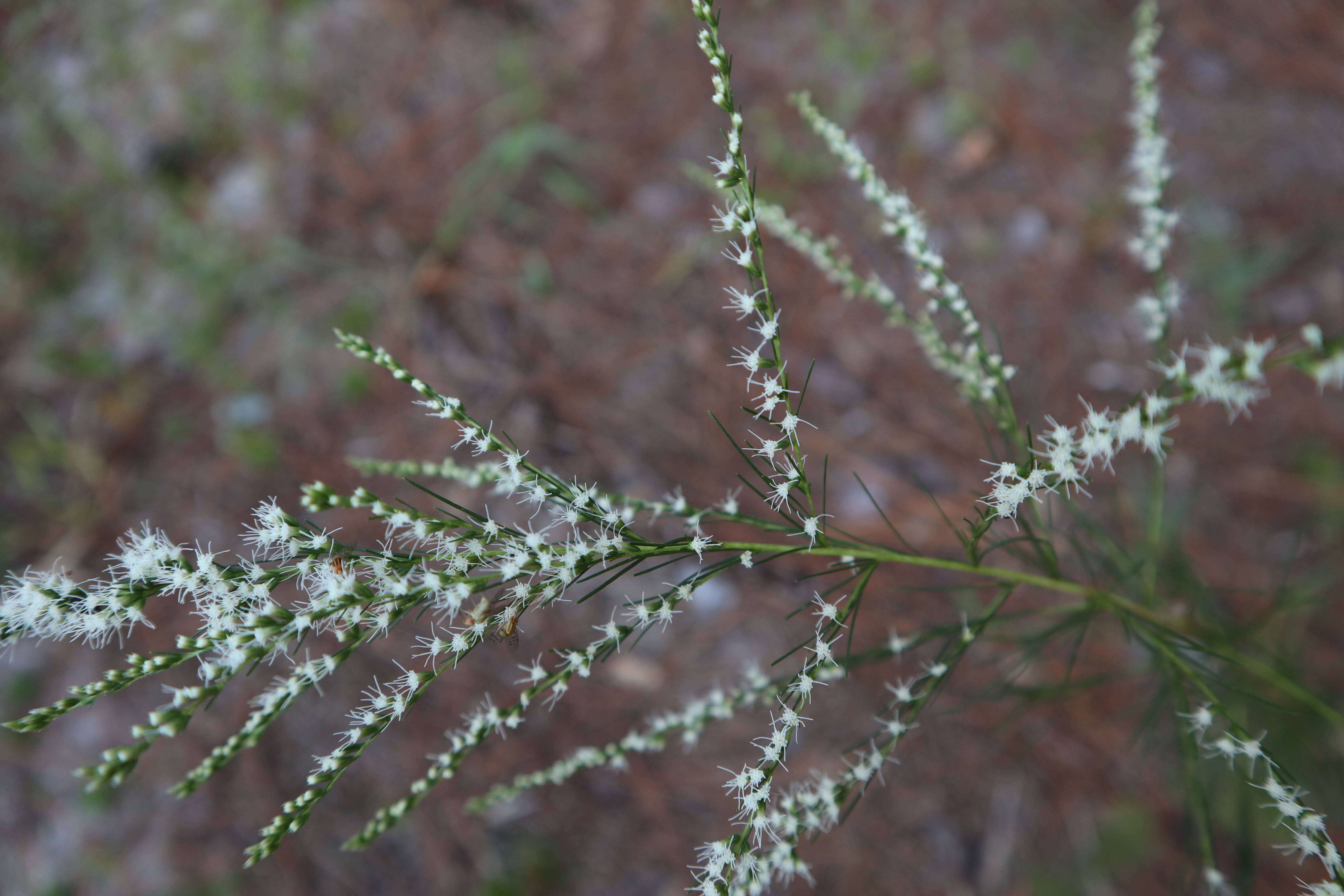 Eupatorium leptophyllum DC.的圖片