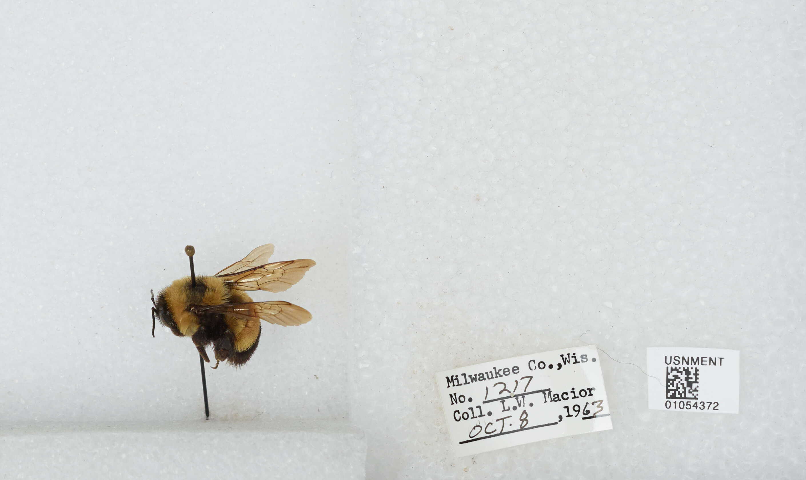 Слика од Bombus affinis Cresson 1864