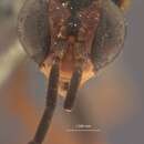 صورة Dinosalius atalanta (Smith 1858)