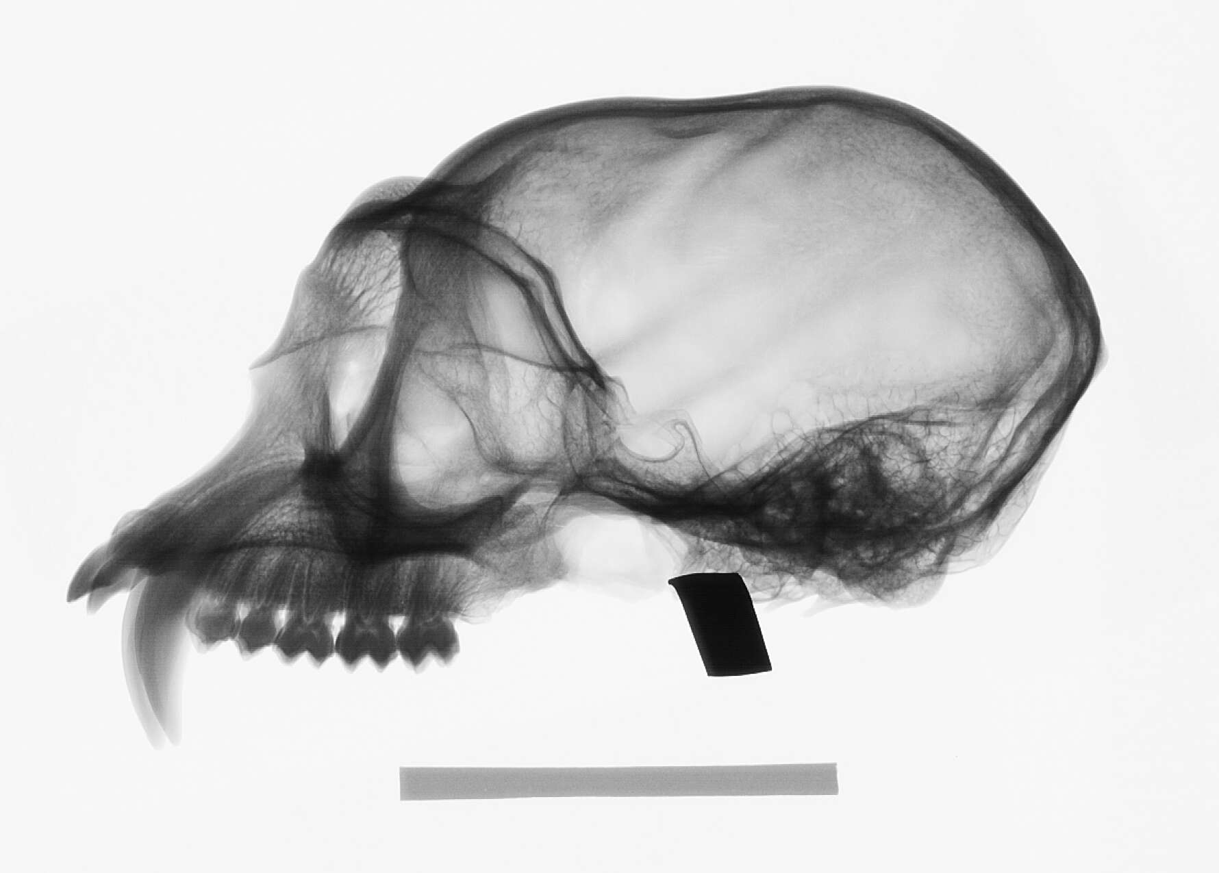 Image of Trachypithecus cristatus cristatus (Raffles 1821)