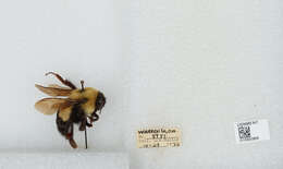 Слика од Bombus affinis Cresson 1864