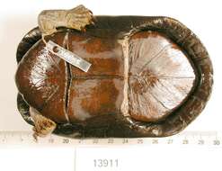 Image of Red-cheeked Mud Turtle