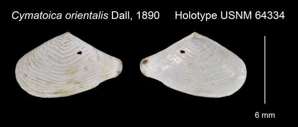 Image of Cymatoica orientalis (Dall 1890)