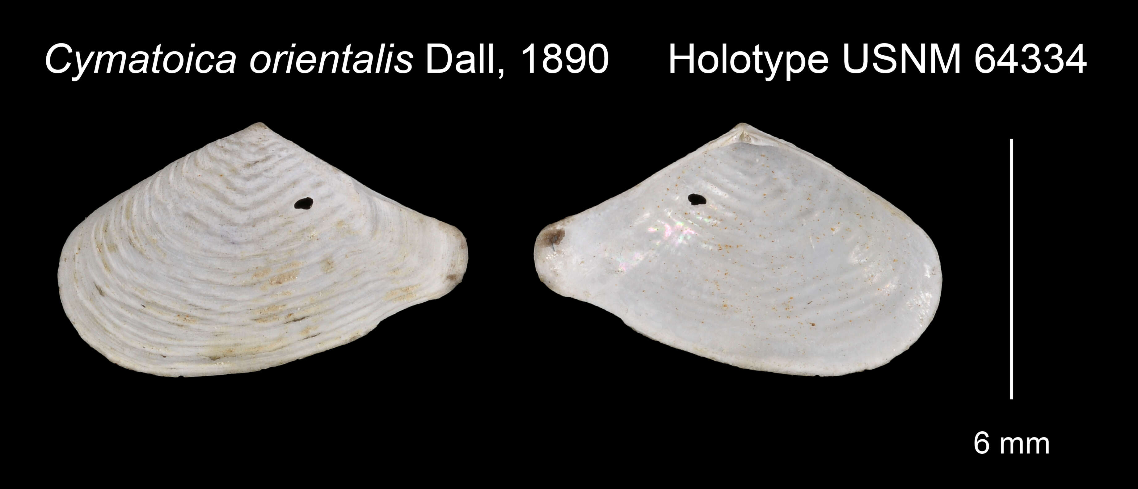 Image de Cymatoica orientalis (Dall 1890)