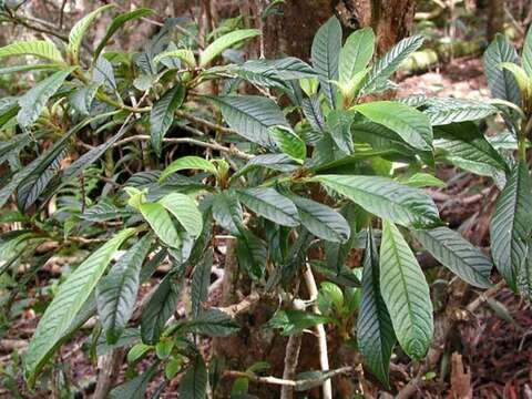 Image of Long-Leaf Cyrtandra