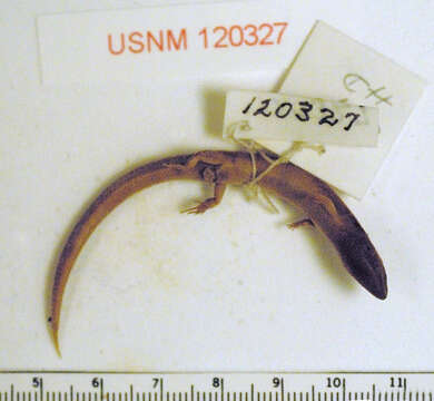 Image of Taylor's Tree Skink