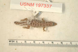 Sphaerodactylus sommeri Graham 1981的圖片