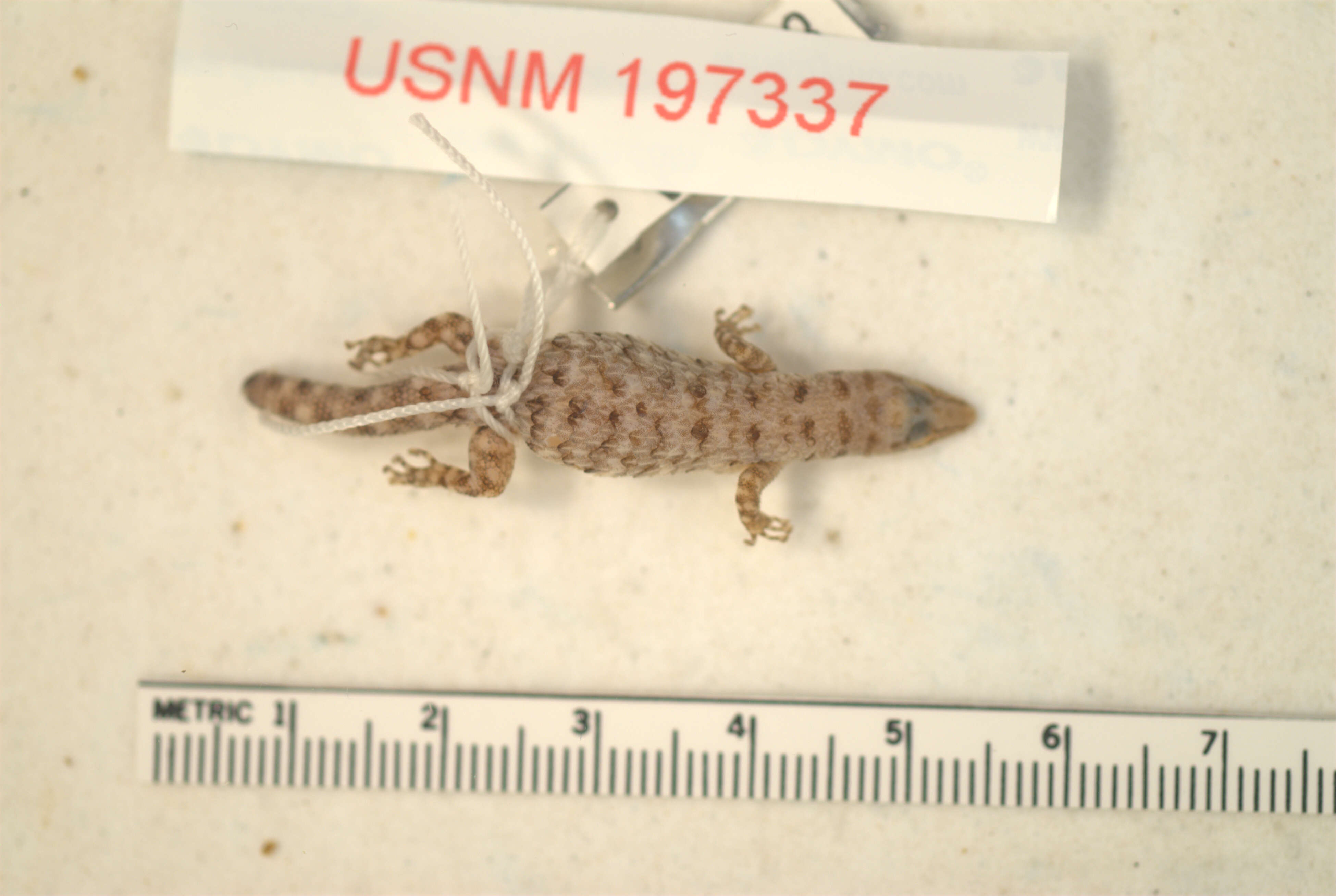 Image of TerreNueve Least Gecko