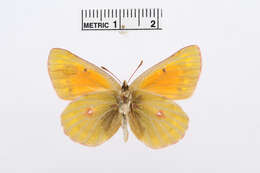 Image of Colias thisoa Ménétriès 1832