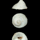 Image of Calyptraea contorta (Carpenter 1864)