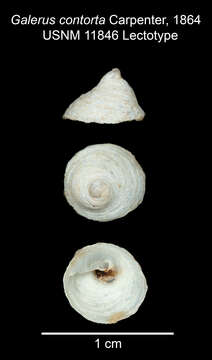 Image of Calyptraea contorta (Carpenter 1864)