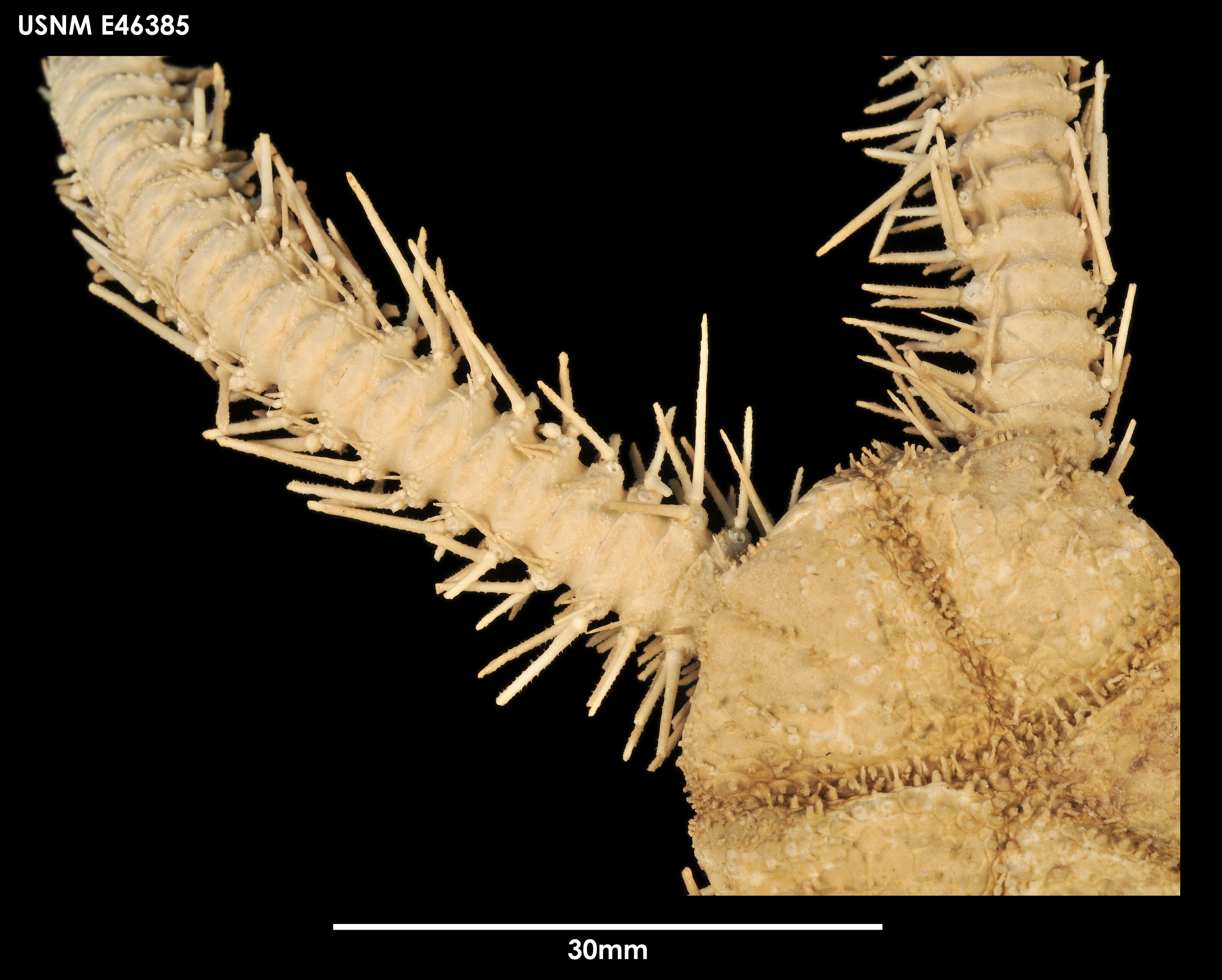 Image of Ophiocamacidae O'Hara, Stöhr, Hugall, Thuy & Martynov 2018